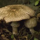 Shaggy Parasol